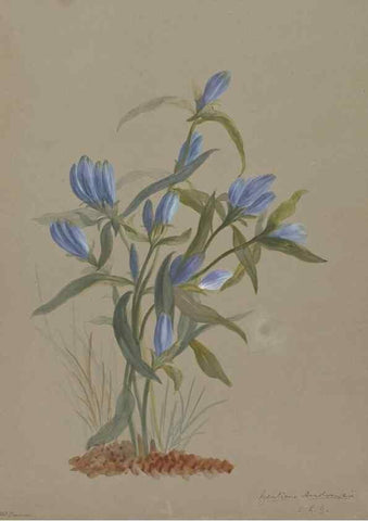 Reproducción/Reproduction 47965113586: Deborah Griscom Passmore watercolor album.. [ca. 1911]. 