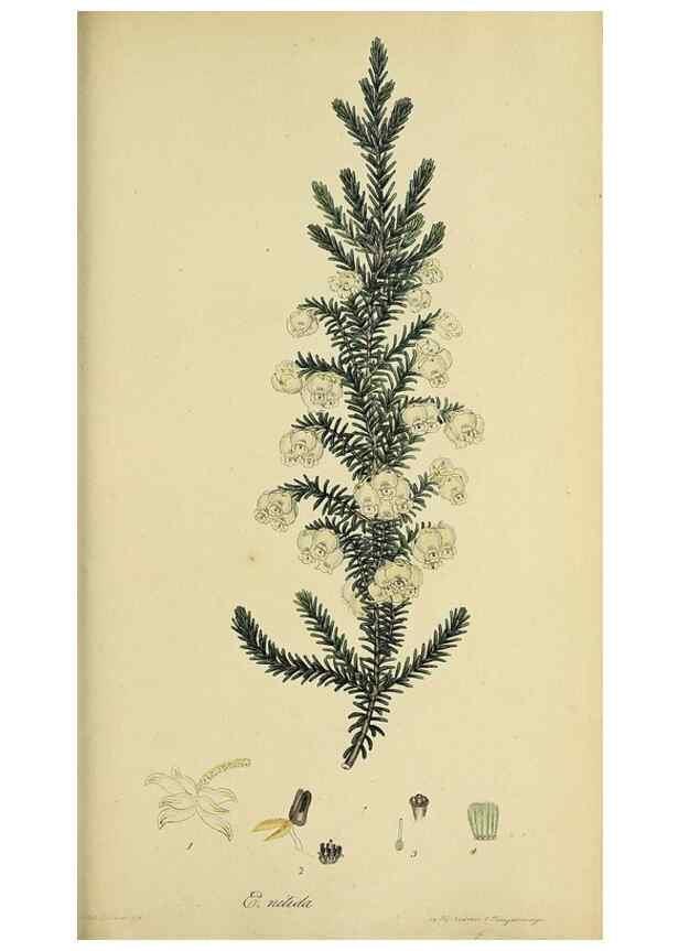 Reproducción/Reproduction 33993228088: The heathery, or, A monograph of the genus Erica :. London :Henry G. Bohn,1845.. 