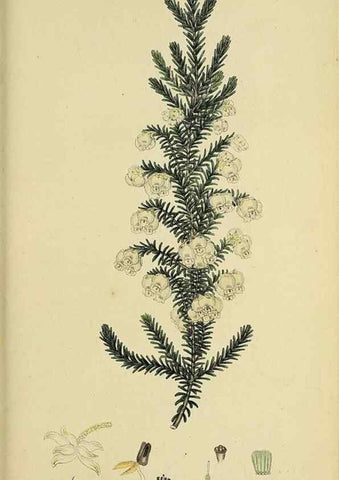 Reproducción/Reproduction 33993228088: The heathery, or, A monograph of the genus Erica :. London :Henry G. Bohn,1845.. 