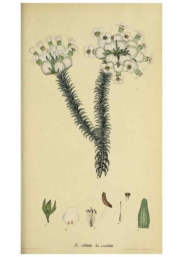 Reproducción/Reproduction 47081090494: The heathery, or, A monograph of the genus Erica :. London :Henry G. Bohn,1845.. 