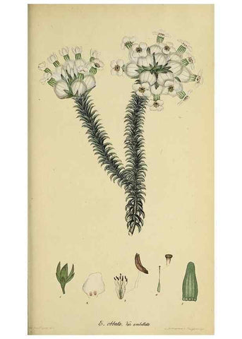 Reproducción/Reproduction 47081090494: The heathery, or, A monograph of the genus Erica :. London :Henry G. Bohn,1845.. 
