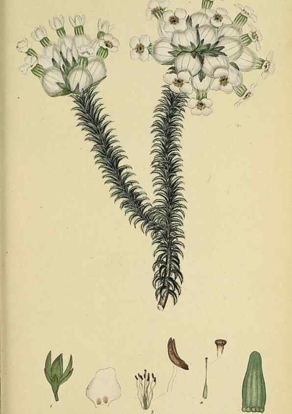 Reproducción/Reproduction 47081090494: The heathery, or, A monograph of the genus Erica :. London :Henry G. Bohn,1845.. 