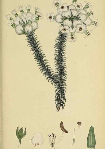 Reproducción/Reproduction 47081090494: The heathery, or, A monograph of the genus Erica :. London :Henry G. Bohn,1845.. 