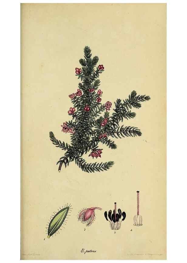 Reproducción/Reproduction 40903955683: The heathery, or, A monograph of the genus Erica :. London :Henry G. Bohn,1845.. 