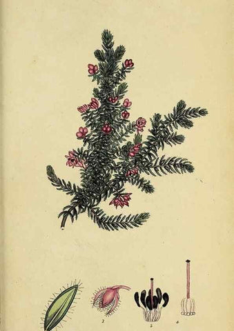 Reproducción/Reproduction 40903955683: The heathery, or, A monograph of the genus Erica :. London :Henry G. Bohn,1845.. 