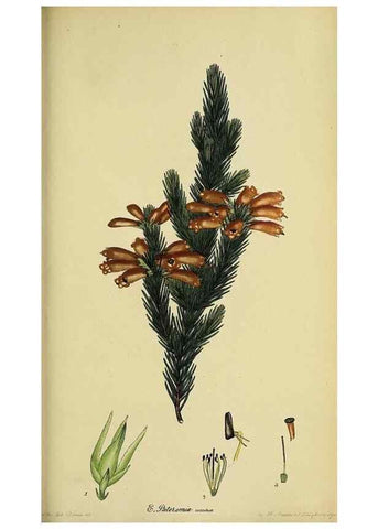 Reproducción/Reproduction 46954239585: The heathery, or, A monograph of the genus Erica :. London :Henry G. Bohn,1845.. 