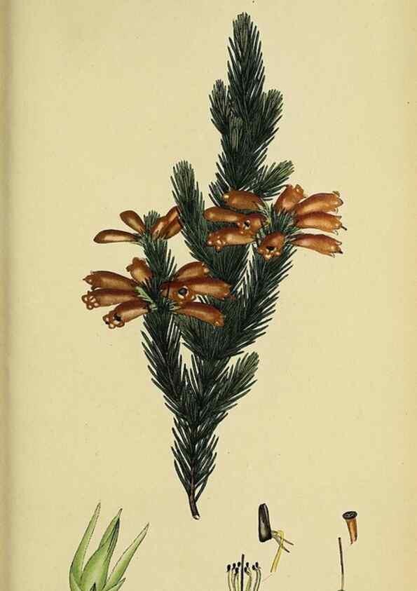 Reproducción/Reproduction 46954239585: The heathery, or, A monograph of the genus Erica :. London :Henry G. Bohn,1845.. 