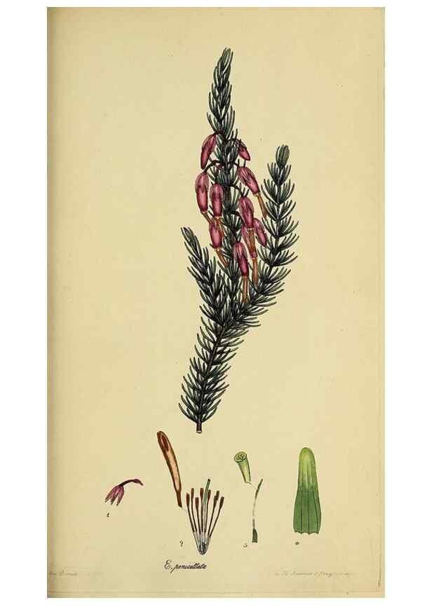 Reproducción/Reproduction 33993230258: The heathery, or, A monograph of the genus Erica :. London :Henry G. Bohn,1845.. 