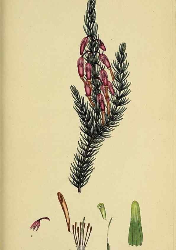 Reproducción/Reproduction 33993230258: The heathery, or, A monograph of the genus Erica :. London :Henry G. Bohn,1845.. 