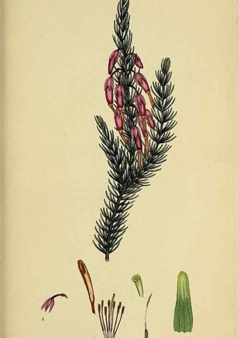 Reproducción/Reproduction 33993230258: The heathery, or, A monograph of the genus Erica :. London :Henry G. Bohn,1845.. 