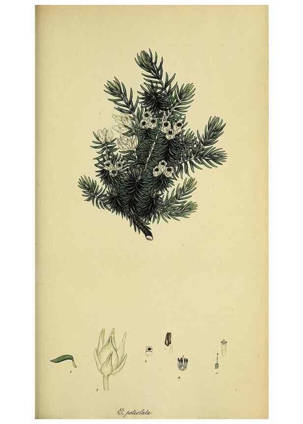 Reproducción/Reproduction 47818241012: The heathery, or, A monograph of the genus Erica :. London :Henry G. Bohn,1845.. 