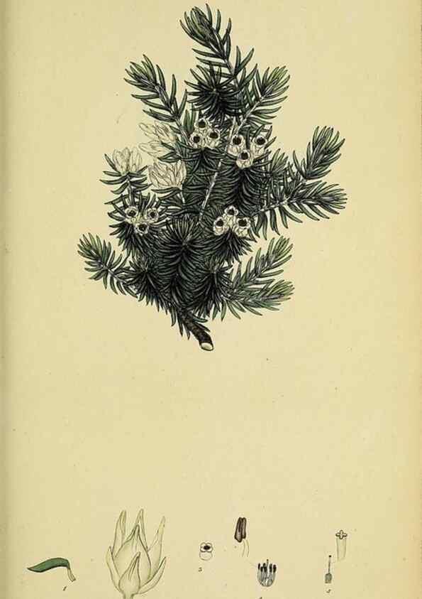 Reproducción/Reproduction 47818241012: The heathery, or, A monograph of the genus Erica :. London :Henry G. Bohn,1845.. 