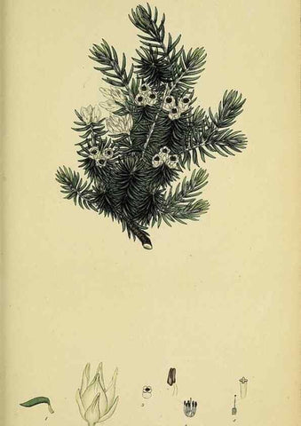 Reproducción/Reproduction 47818241012: The heathery, or, A monograph of the genus Erica :. London :Henry G. Bohn,1845.. 