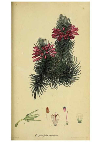 Reproducción/Reproduction 46954240435: The heathery, or, A monograph of the genus Erica :. London :Henry G. Bohn,1845.. 