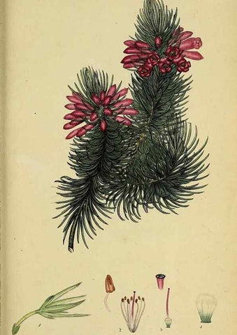 Reproducción/Reproduction 46954240435: The heathery, or, A monograph of the genus Erica :. London :Henry G. Bohn,1845.. 