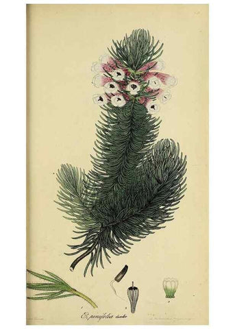 Reproducción/Reproduction 46954240655: The heathery, or, A monograph of the genus Erica :. London :Henry G. Bohn,1845.. 