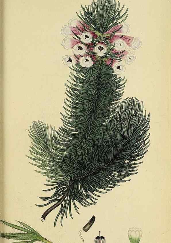 Reproducción/Reproduction 46954240655: The heathery, or, A monograph of the genus Erica :. London :Henry G. Bohn,1845.. 