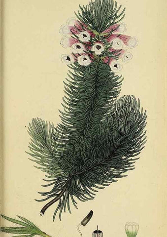 Reproducción/Reproduction 46954240655: The heathery, or, A monograph of the genus Erica :. London :Henry G. Bohn,1845.. 