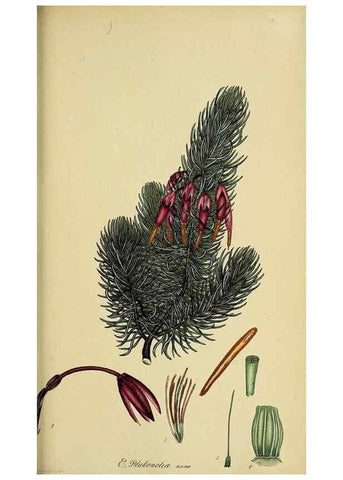 Reproducción/Reproduction 46954240965: The heathery, or, A monograph of the genus Erica :. London :Henry G. Bohn,1845.. 