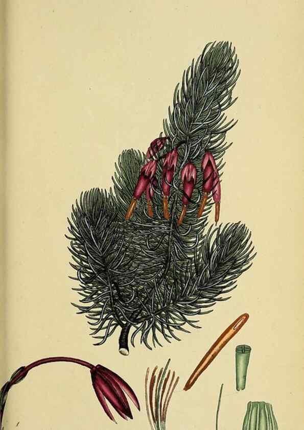 Reproducción/Reproduction 46954240965: The heathery, or, A monograph of the genus Erica :. London :Henry G. Bohn,1845.. 