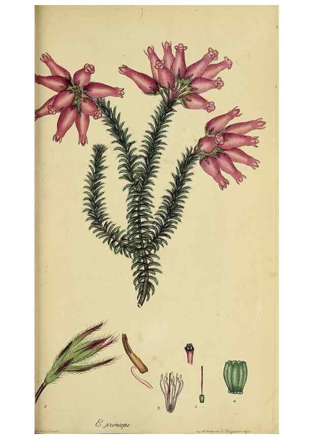 Reproducción/Reproduction 32926320637: The heathery, or, A monograph of the genus Erica :. London :Henry G. Bohn,1845.. 