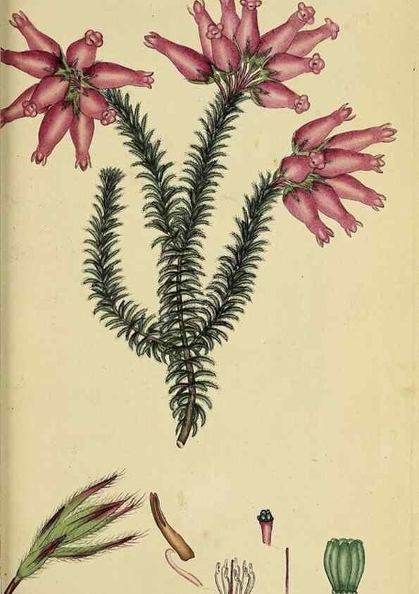 Reproducción/Reproduction 32926320637: The heathery, or, A monograph of the genus Erica :. London :Henry G. Bohn,1845.. 