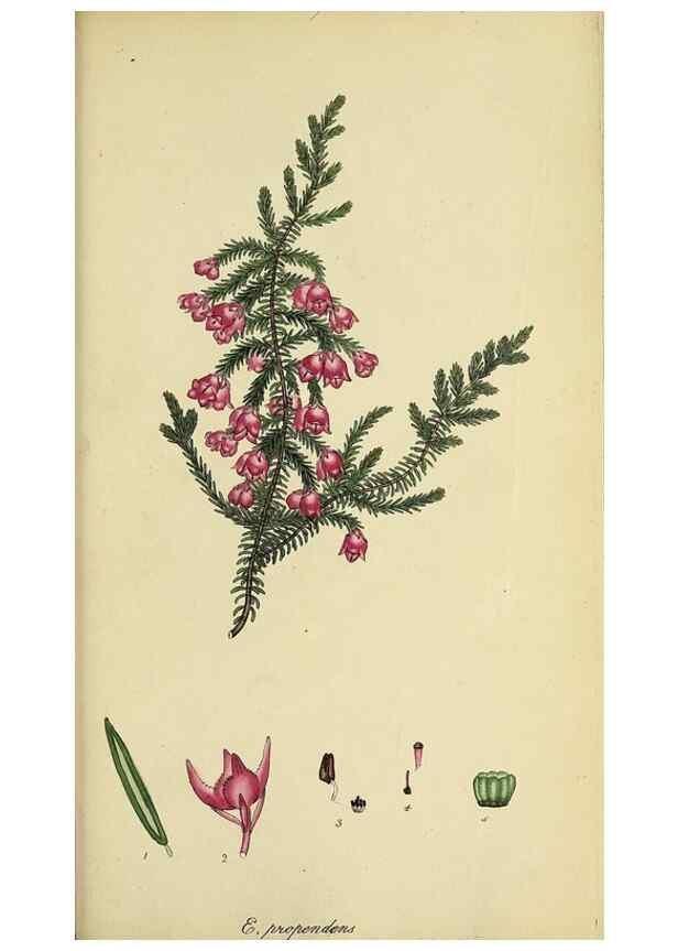 Reproducción/Reproduction 46954241425: The heathery, or, A monograph of the genus Erica :. London :Henry G. Bohn,1845.. 