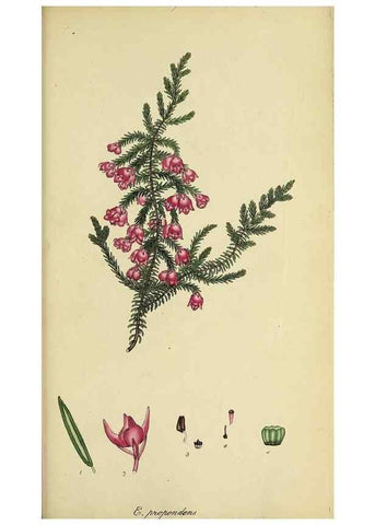 Reproducción/Reproduction 46954241425: The heathery, or, A monograph of the genus Erica :. London :Henry G. Bohn,1845.. 
