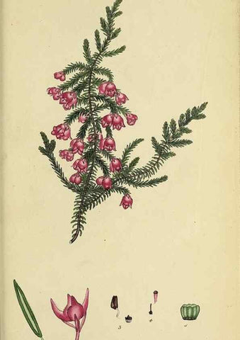 Reproducción/Reproduction 46954241425: The heathery, or, A monograph of the genus Erica :. London :Henry G. Bohn,1845.. 