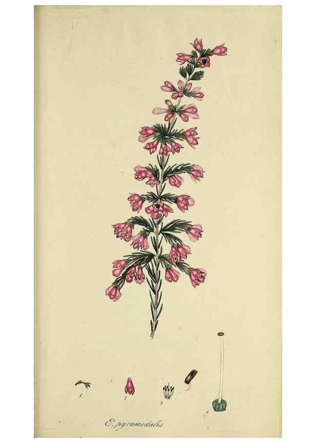 Reproducción/Reproduction 47818242232: The heathery, or, A monograph of the genus Erica :. London :Henry G. Bohn,1845.. 