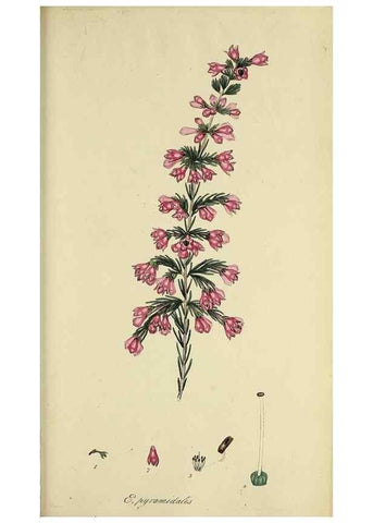 Reproducción/Reproduction 47818242232: The heathery, or, A monograph of the genus Erica :. London :Henry G. Bohn,1845.. 