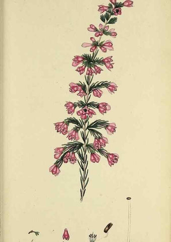 Reproducción/Reproduction 47818242232: The heathery, or, A monograph of the genus Erica :. London :Henry G. Bohn,1845.. 
