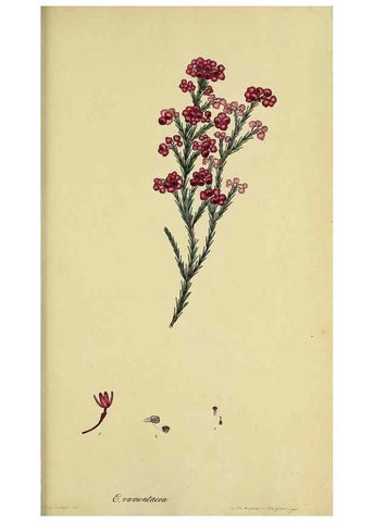 Reproducción/Reproduction 32926322257: The heathery, or, A monograph of the genus Erica :. London :Henry G. Bohn,1845.. 