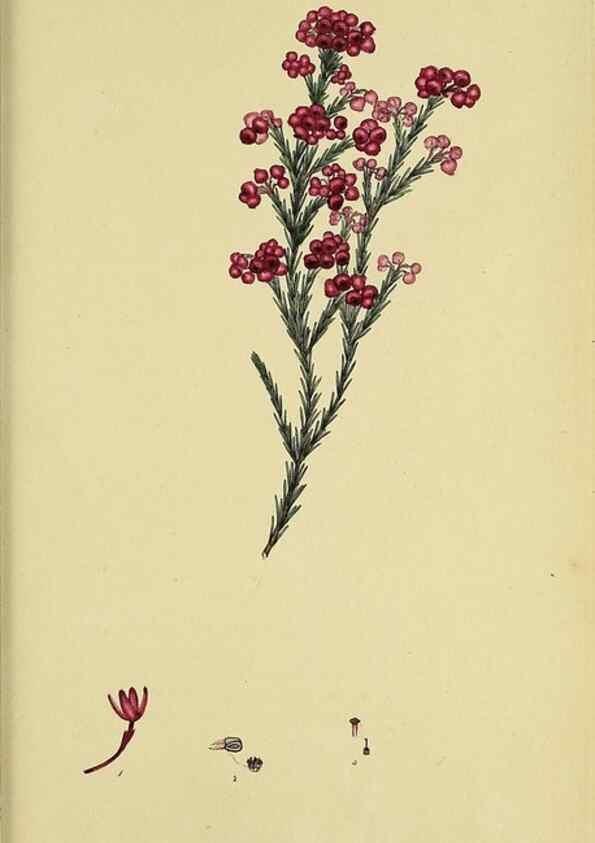 Reproducción/Reproduction 32926322257: The heathery, or, A monograph of the genus Erica :. London :Henry G. Bohn,1845.. 