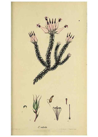 Reproducción/Reproduction 32926322867: The heathery, or, A monograph of the genus Erica :. London :Henry G. Bohn,1845.. 