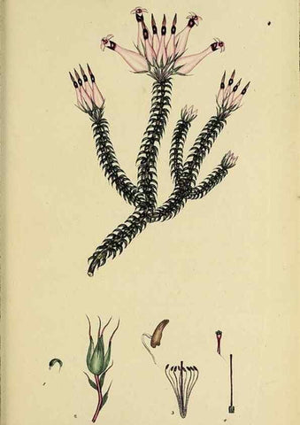 Reproducción/Reproduction 32926322867: The heathery, or, A monograph of the genus Erica :. London :Henry G. Bohn,1845.. 