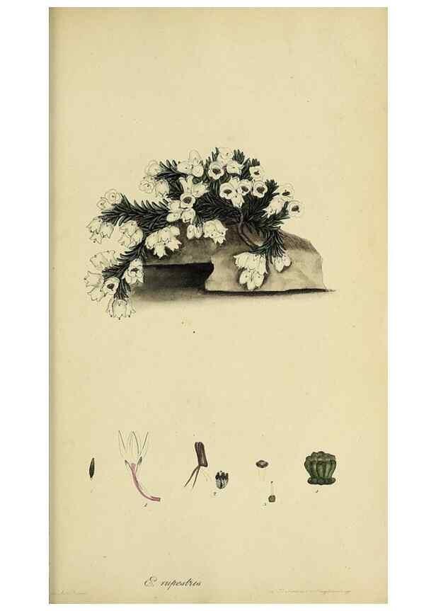 Reproducción/Reproduction 40903967703: The heathery, or, A monograph of the genus Erica :. London :Henry G. Bohn,1845.. 
