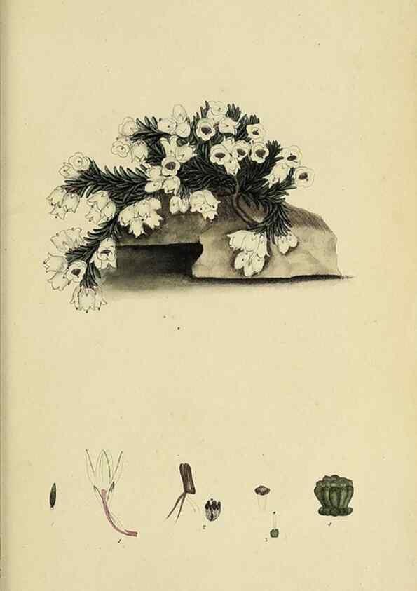 Reproducción/Reproduction 40903967703: The heathery, or, A monograph of the genus Erica :. London :Henry G. Bohn,1845.. 