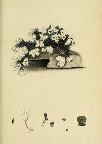 Reproducción/Reproduction 40903967703: The heathery, or, A monograph of the genus Erica :. London :Henry G. Bohn,1845.. 