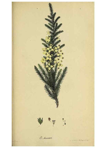 Reproducción/Reproduction 33993227558: The heathery, or, A monograph of the genus Erica :. London :Henry G. Bohn,1845.. 