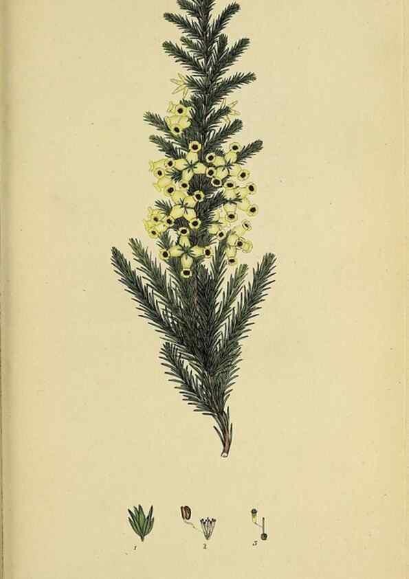 Reproducción/Reproduction 33993227558: The heathery, or, A monograph of the genus Erica :. London :Henry G. Bohn,1845.. 