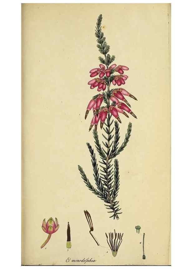 Reproducción/Reproduction 33993227088: The heathery, or, A monograph of the genus Erica :. London :Henry G. Bohn,1845.. 