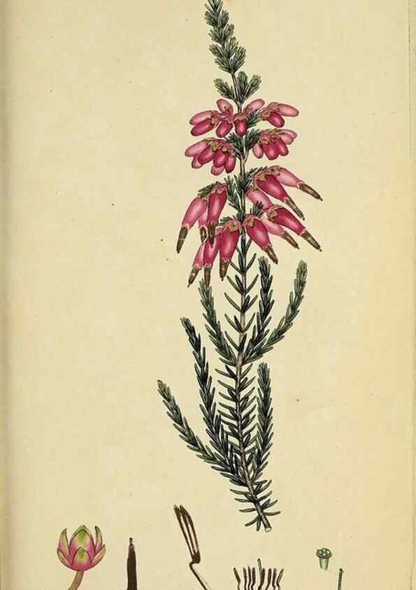 Reproducción/Reproduction 33993227088: The heathery, or, A monograph of the genus Erica :. London :Henry G. Bohn,1845.. 