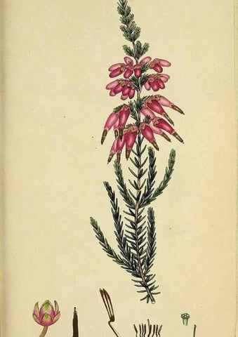 Reproducción/Reproduction 33993227088: The heathery, or, A monograph of the genus Erica :. London :Henry G. Bohn,1845.. 