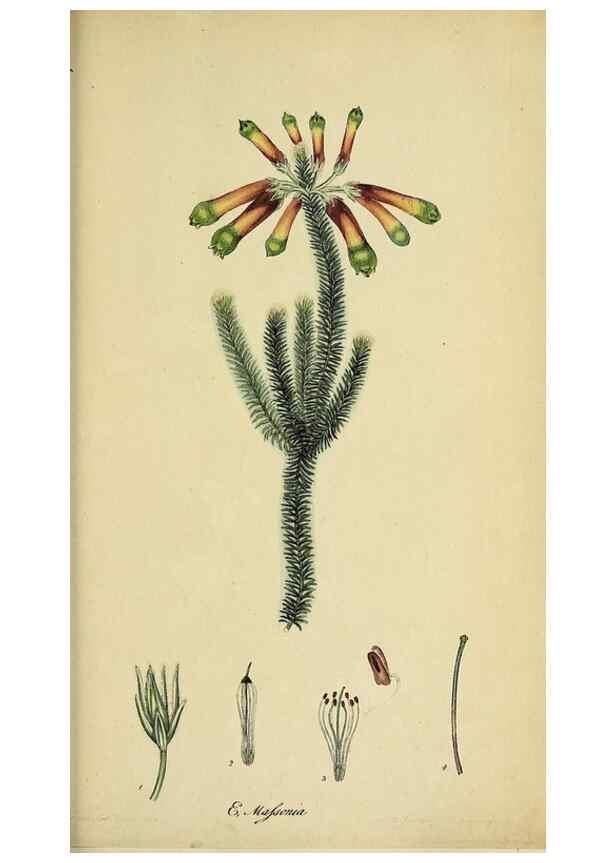 Reproducción/Reproduction 47870431061: The heathery, or, A monograph of the genus Erica :. London :Henry G. Bohn,1845.. 