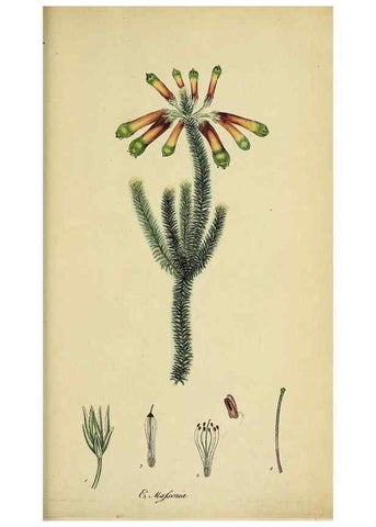 Reproducción/Reproduction 47870431061: The heathery, or, A monograph of the genus Erica :. London :Henry G. Bohn,1845.. 