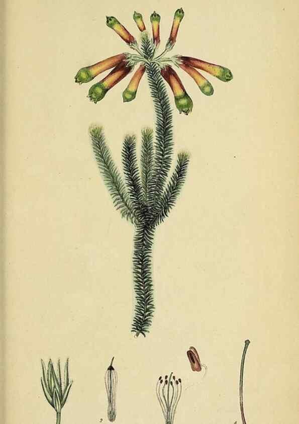 Reproducción/Reproduction 47870431061: The heathery, or, A monograph of the genus Erica :. London :Henry G. Bohn,1845.. 