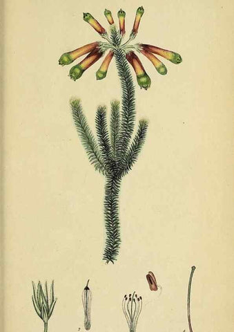 Reproducción/Reproduction 47870431061: The heathery, or, A monograph of the genus Erica :. London :Henry G. Bohn,1845.. 