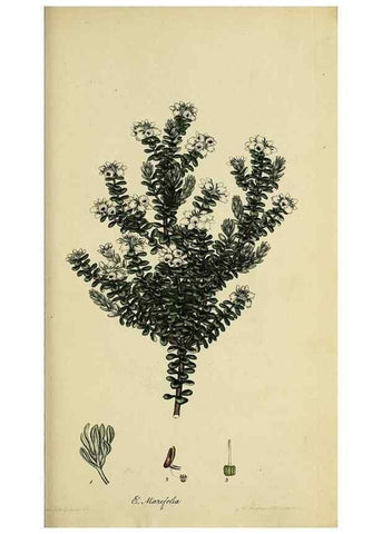 Reproducción/Reproduction 47818239422: The heathery, or, A monograph of the genus Erica :. London :Henry G. Bohn,1845.. 
