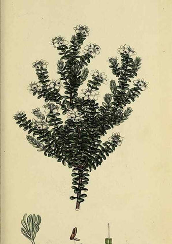 Reproducción/Reproduction 47818239422: The heathery, or, A monograph of the genus Erica :. London :Henry G. Bohn,1845.. 